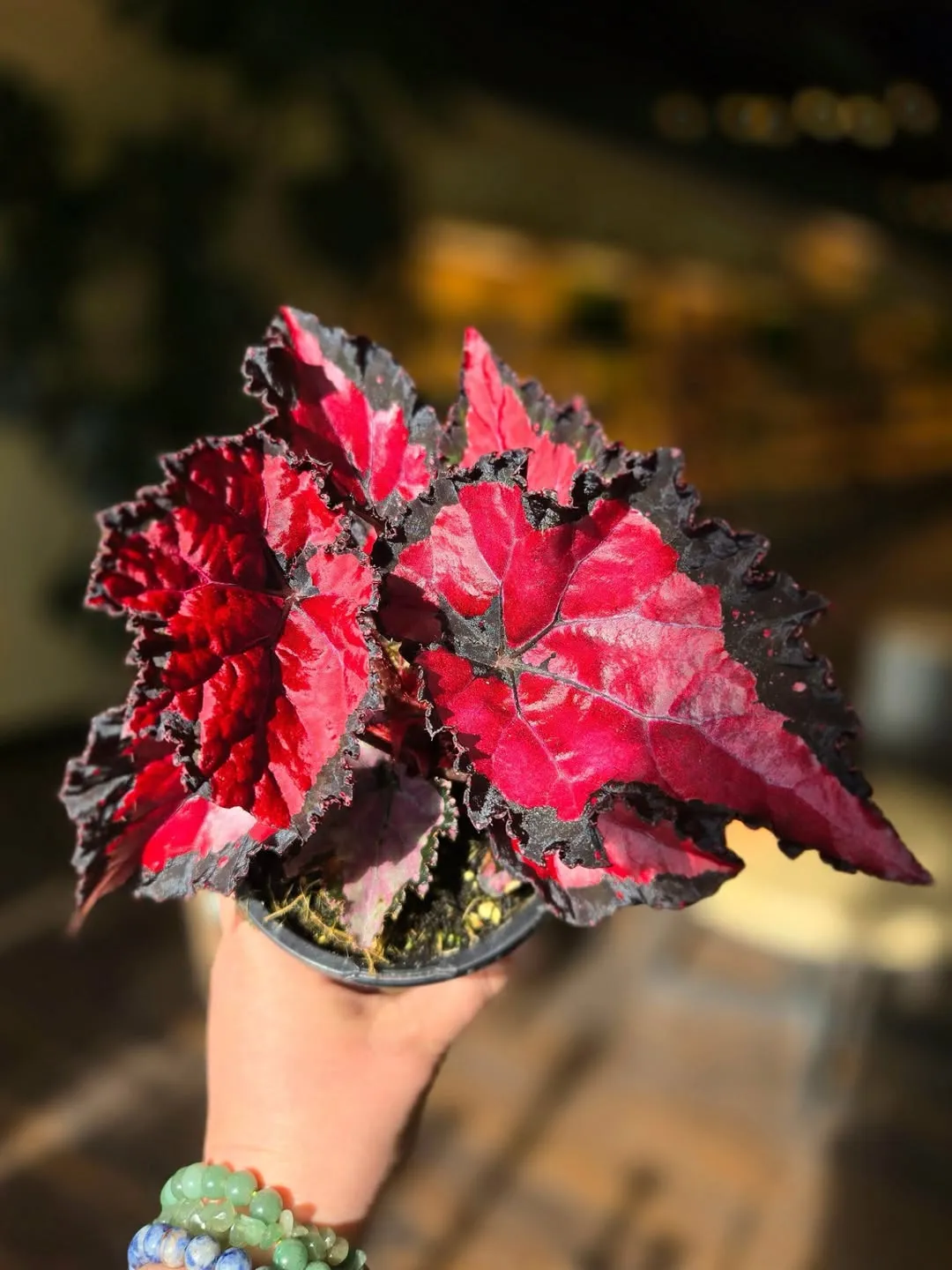 Red Tango