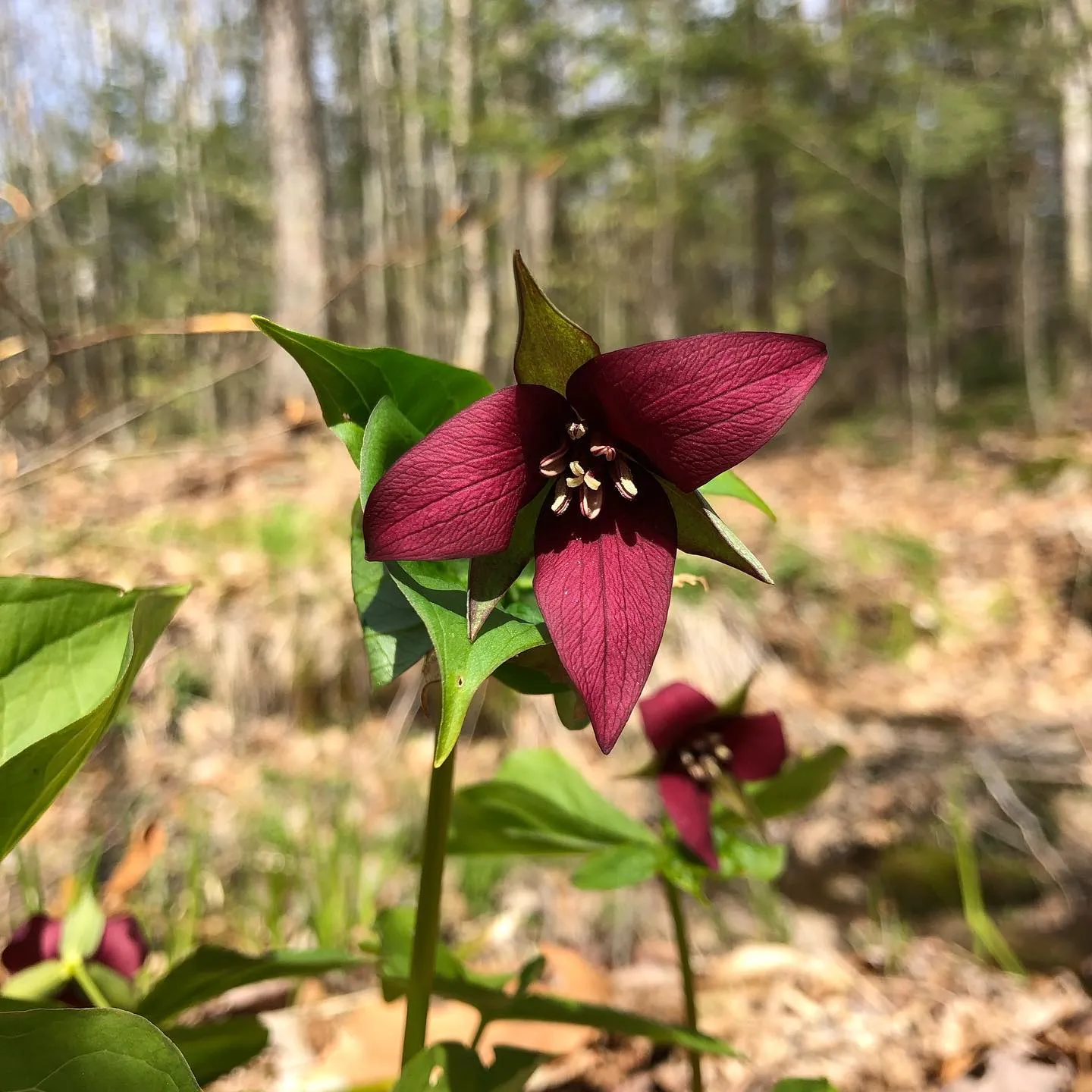 Beautiful Reddish Trillium Flower Beautiful Reddish Trillium Flower