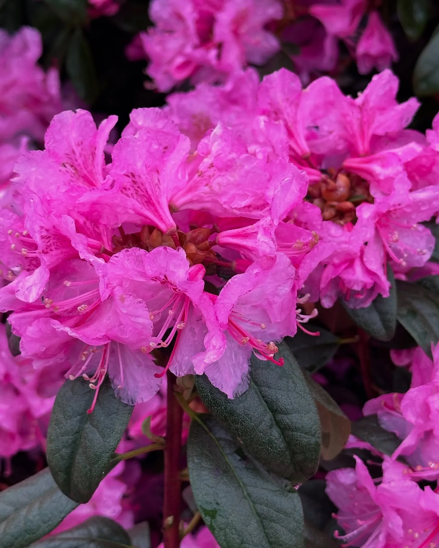 Rhododendron Rhododendron
