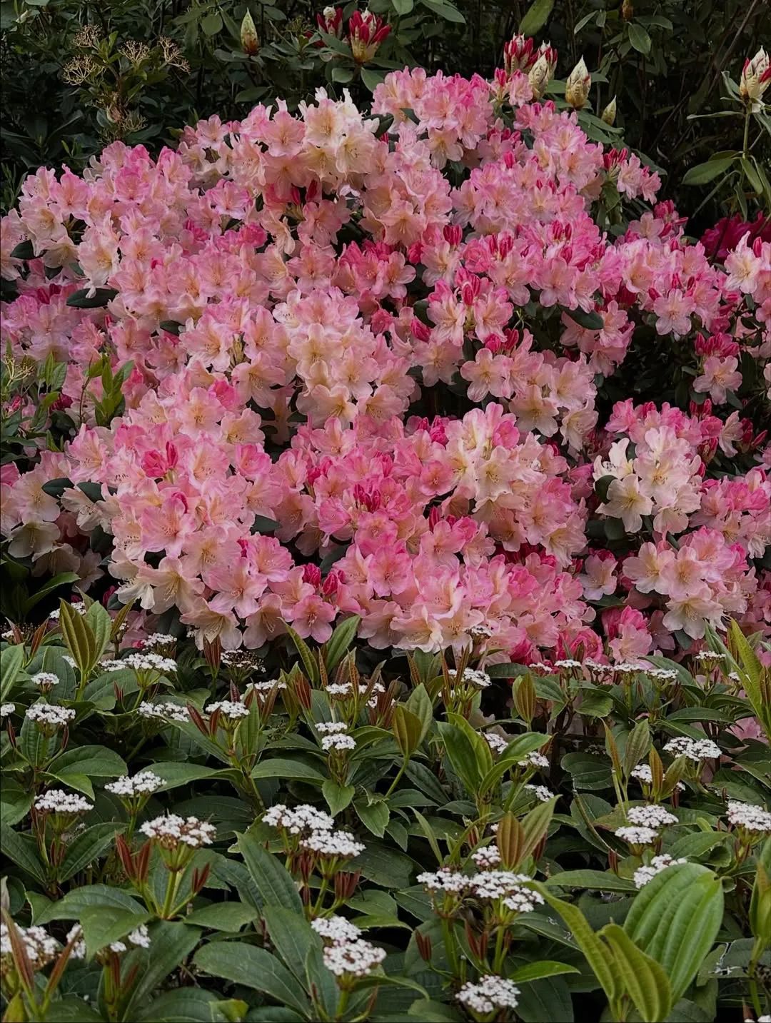 Rhododendron