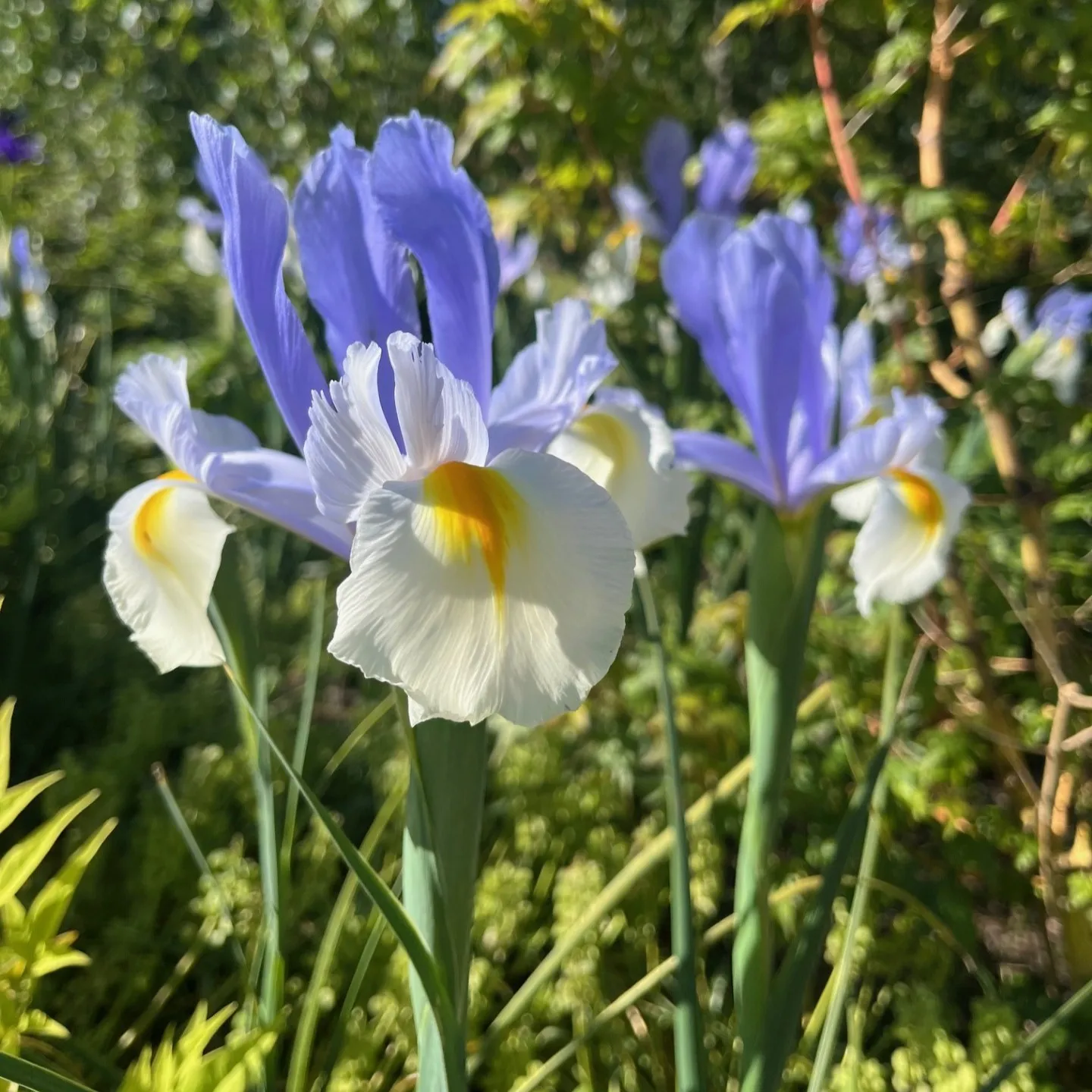 The Pretty Spring Bloom Lavender Iris The Pretty Spring Bloom Lavender Iris