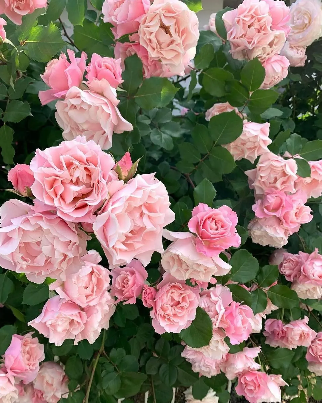 Rose Daphne (D. cneorum)