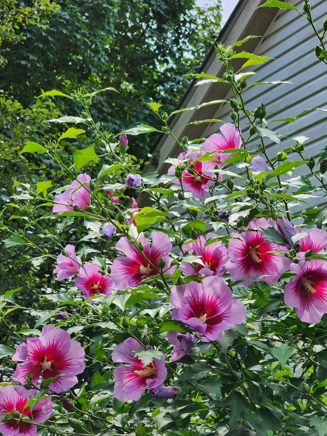 Rose of Sharon (Hibiscus syriacus)