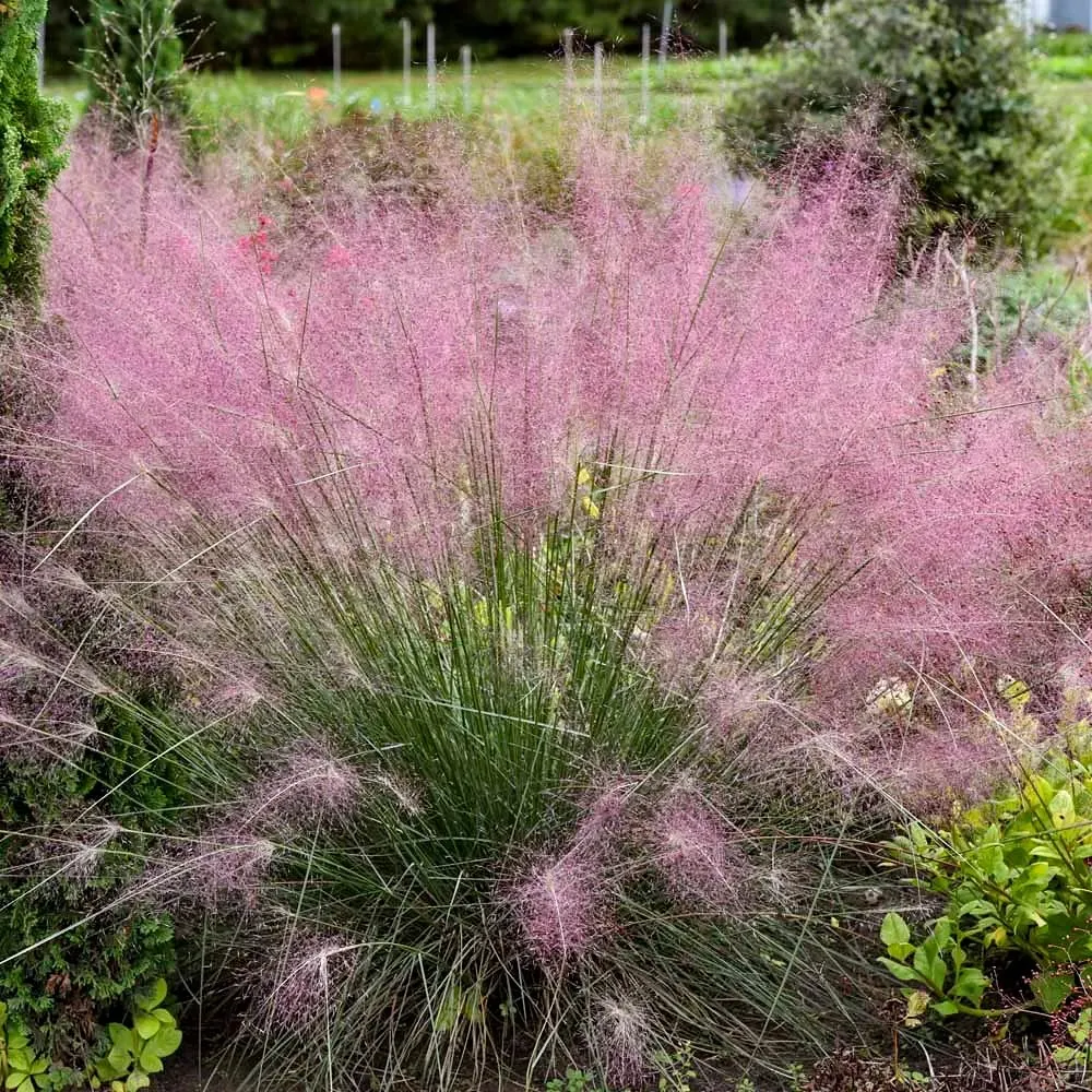 Ruby Grass (Melinus Nerviglumis)