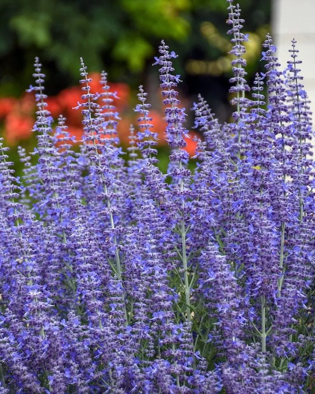 Russian Sage