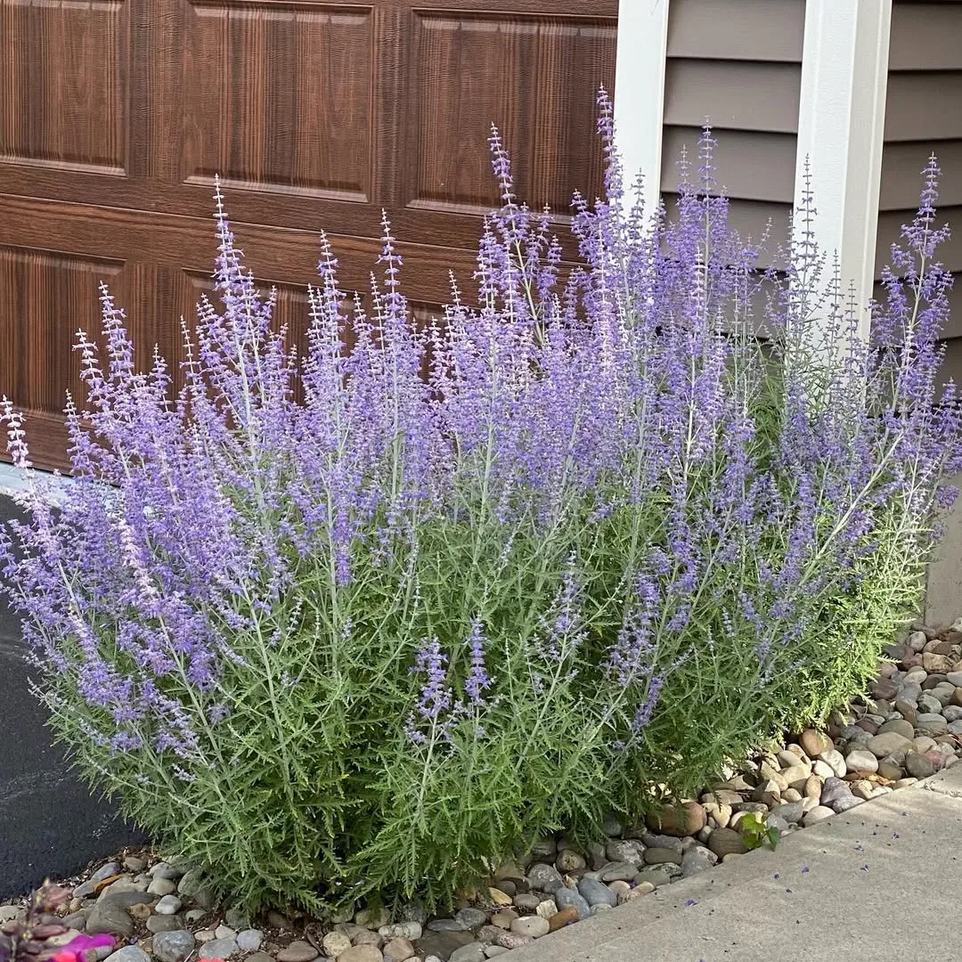 Russian Sage (Salvia Yangii)