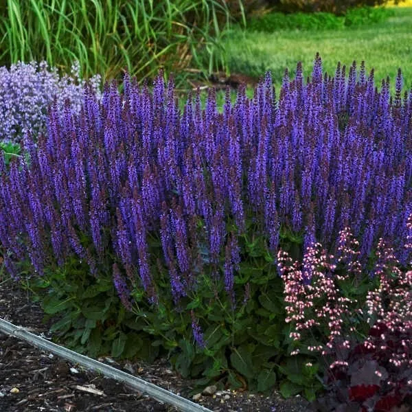 Salvia