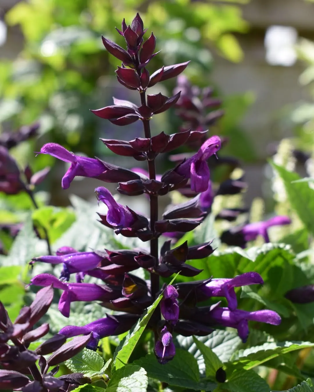 Salvia