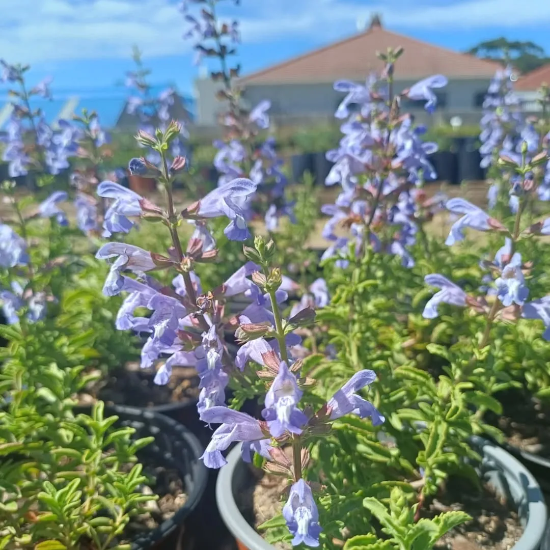 Salvia