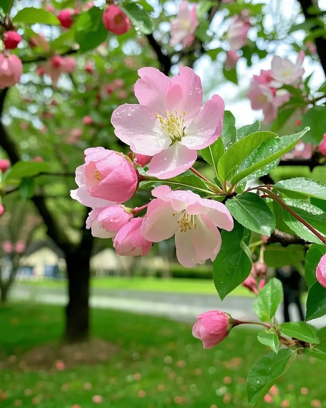 Sargent Crabapple (Malus Sargenti)