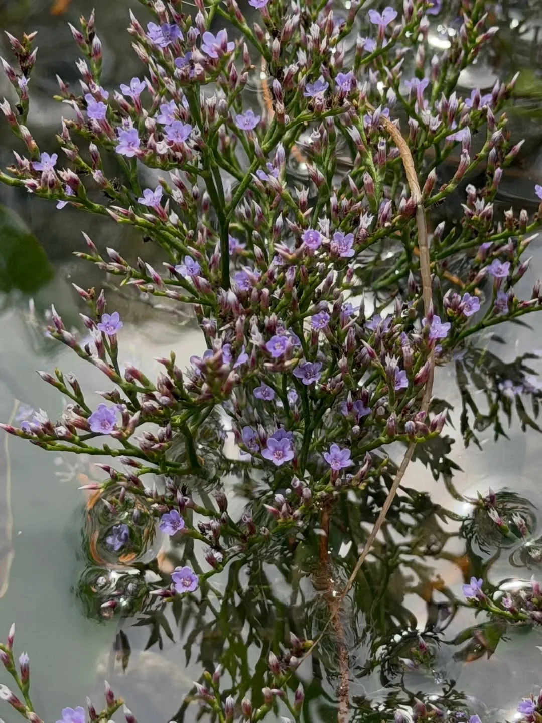 Sea Lavender (Limonium Carolinianum)