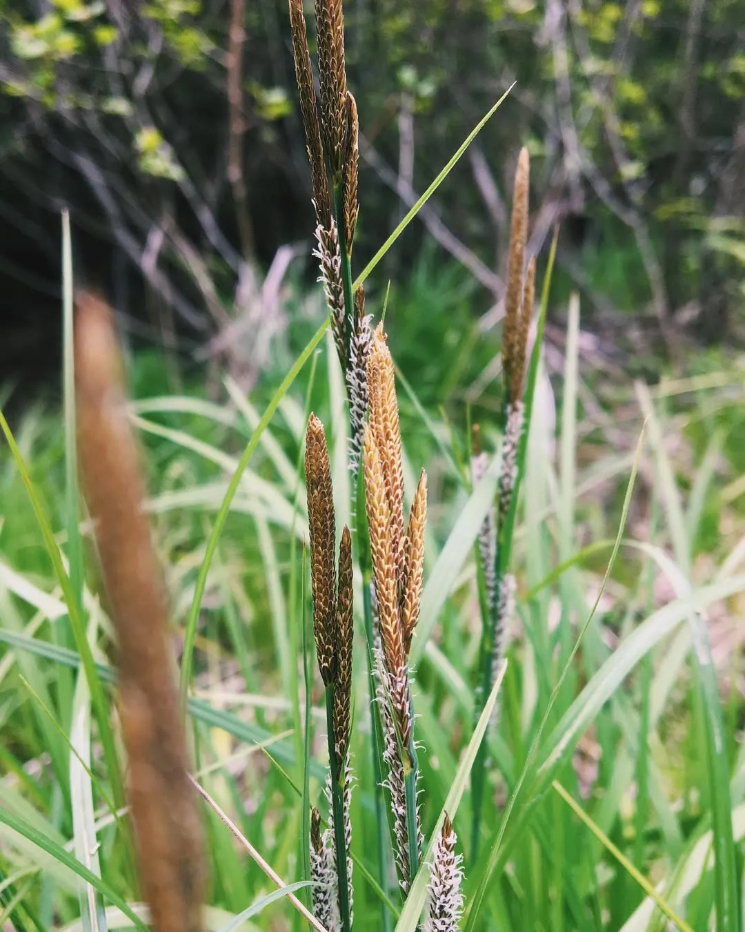 Sedge