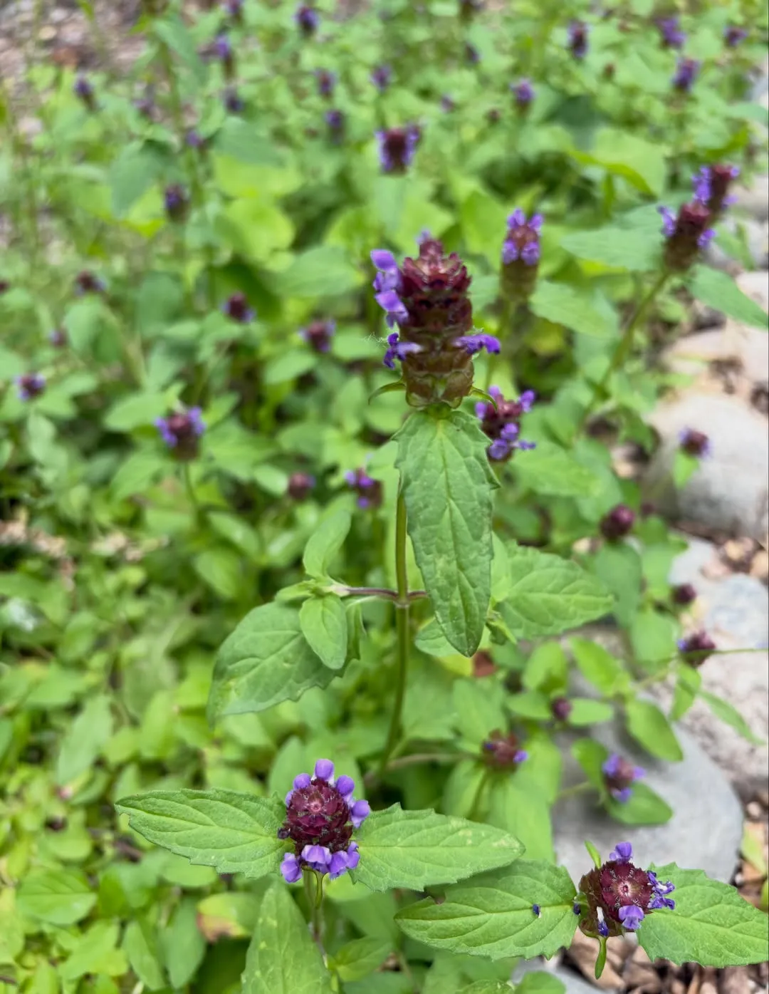 Selfheal (Prunella Vulgaris)