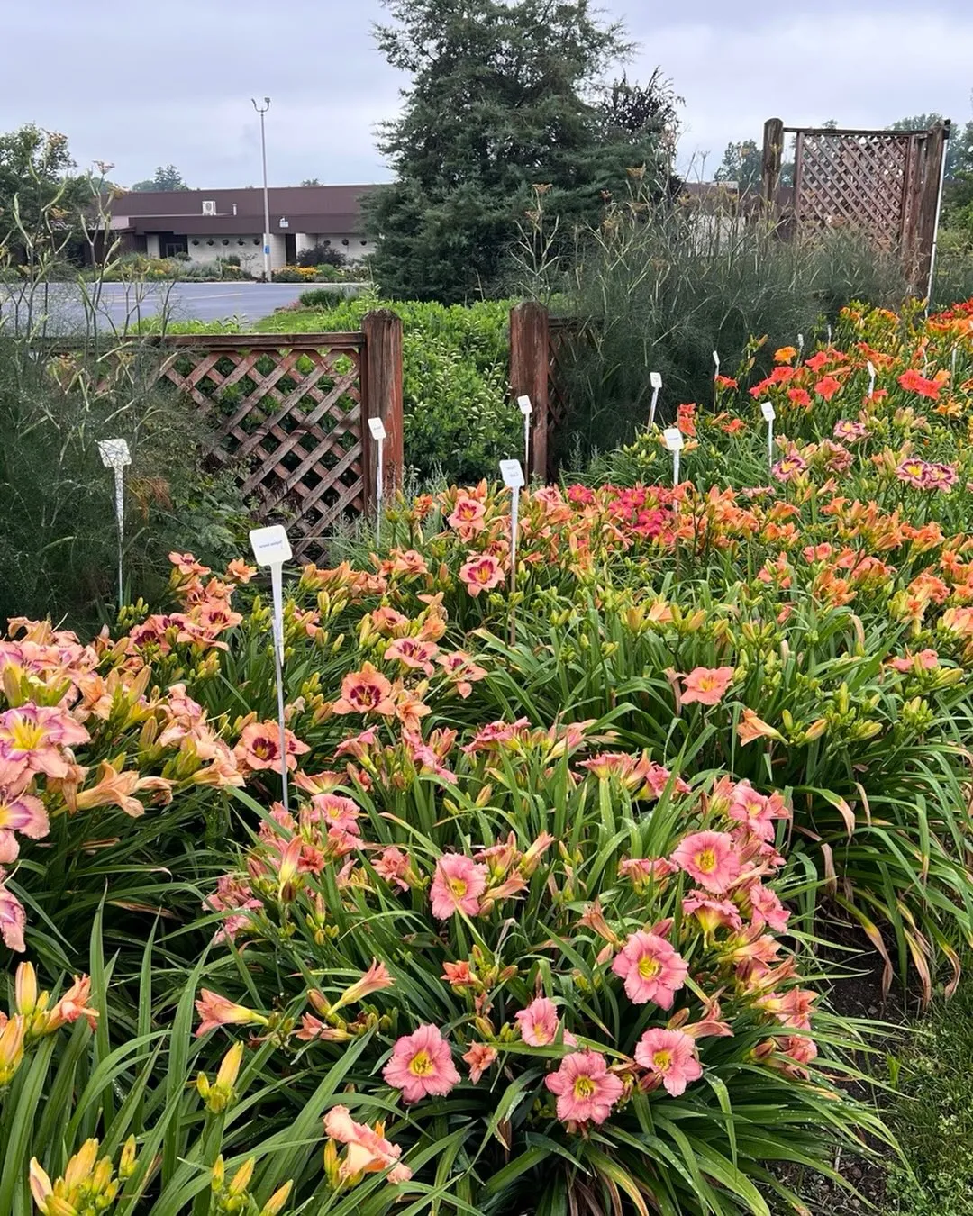 Shrubs With Daylilies