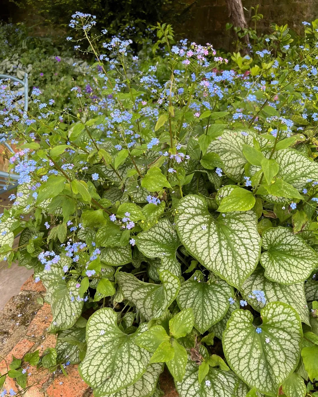 Siberian Bugloss