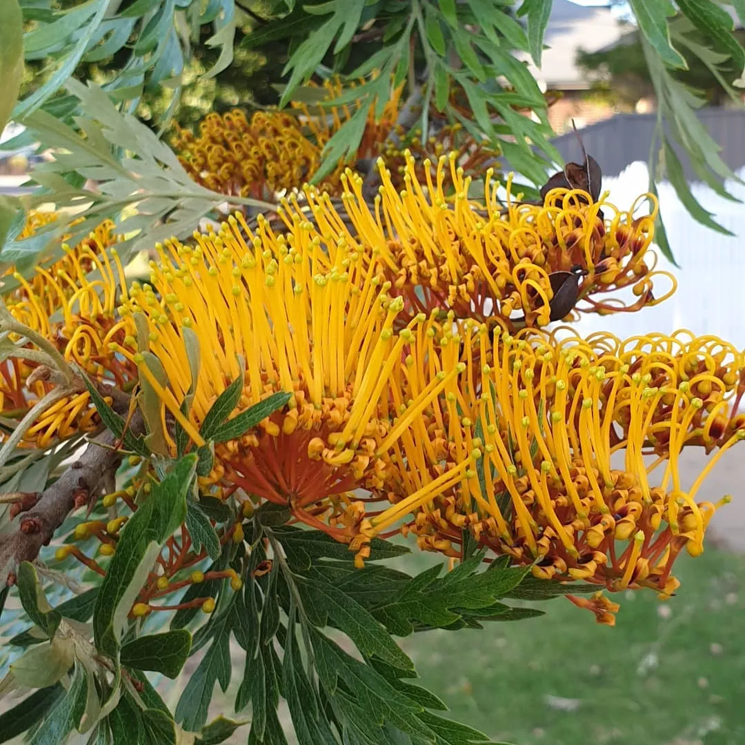 Silky Oak