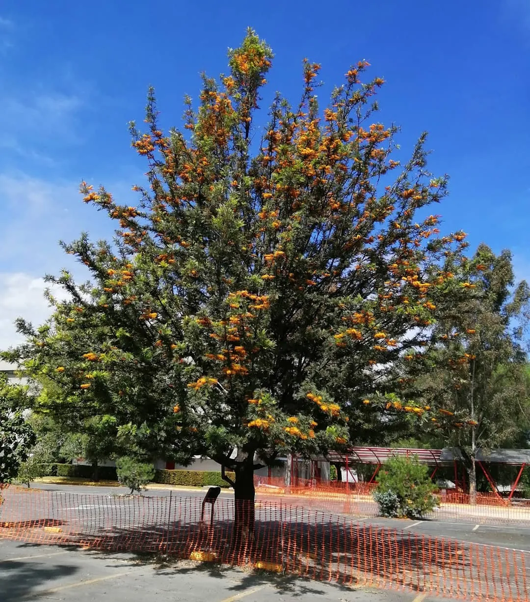 Silky Oak (Grevillea Robusta)