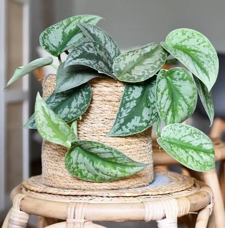 Silver Pothos (Scindapsus Pictus)