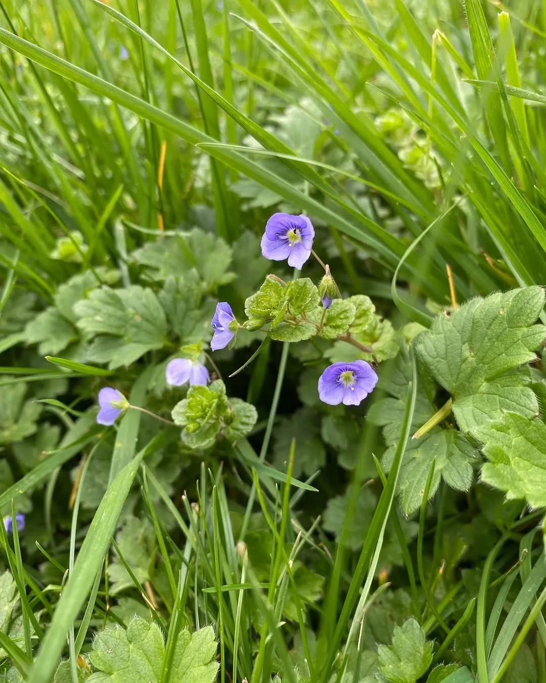 Slender Speedwell (Veronica Filiformis)