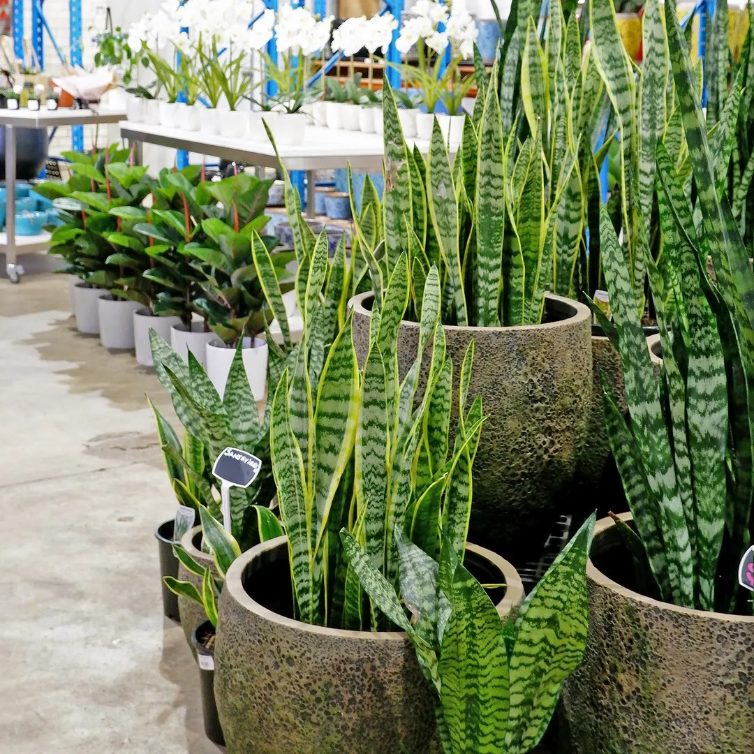 Snake Plant (Dracaena Trifasciata)