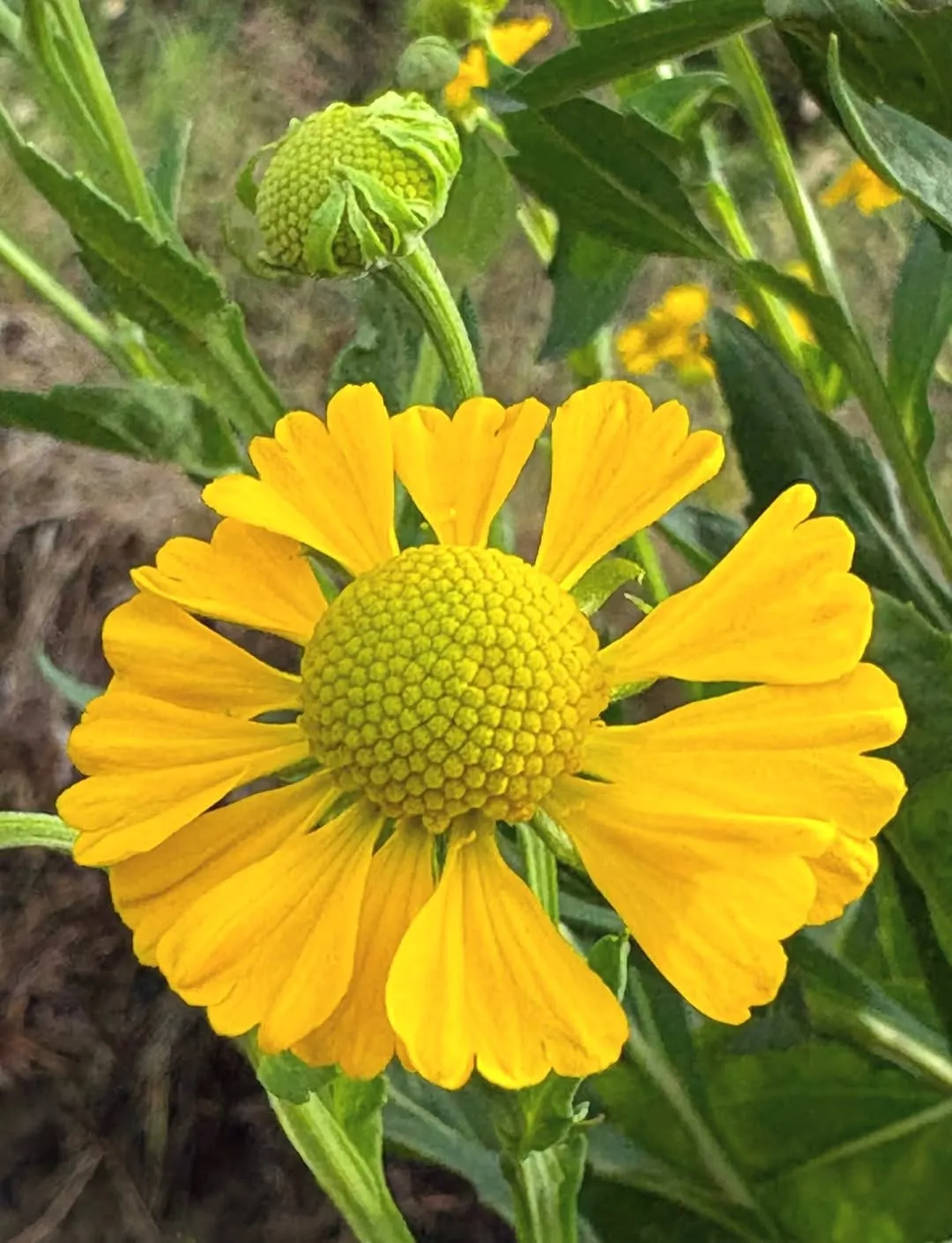 Sneezeweed