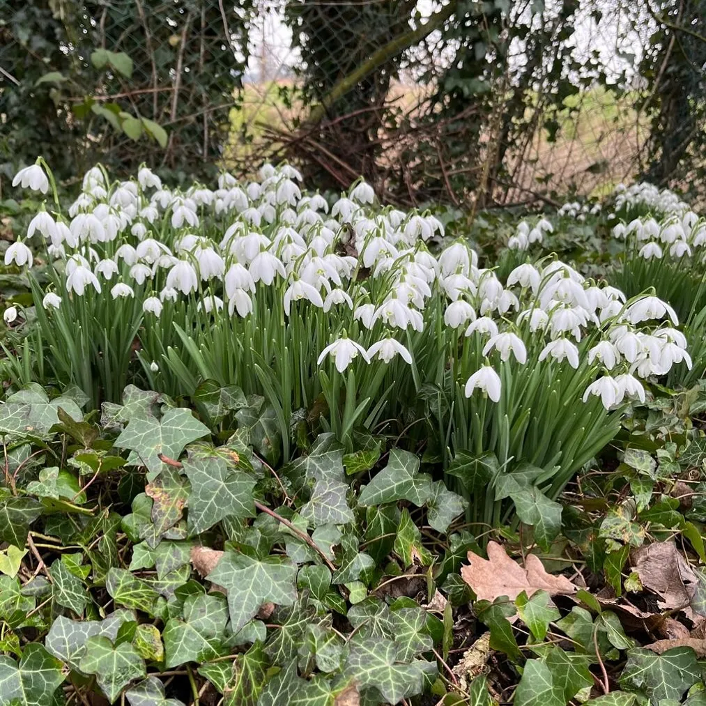 Gorgeous Small Bulb Shaped White Flowers Gorgeous Small Bulb Shaped White Flowers