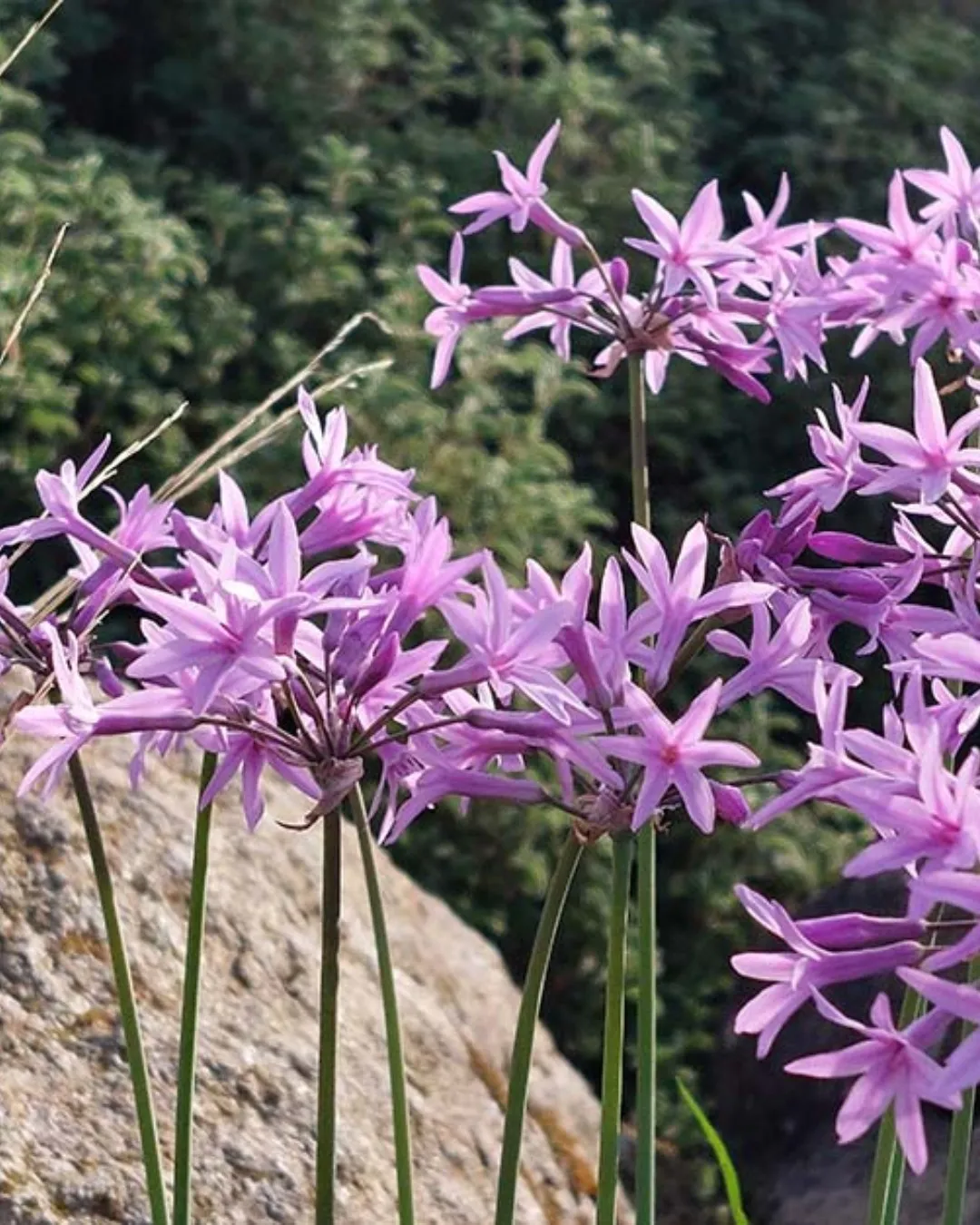 Society Garlic (Tulbaghia Violacia)