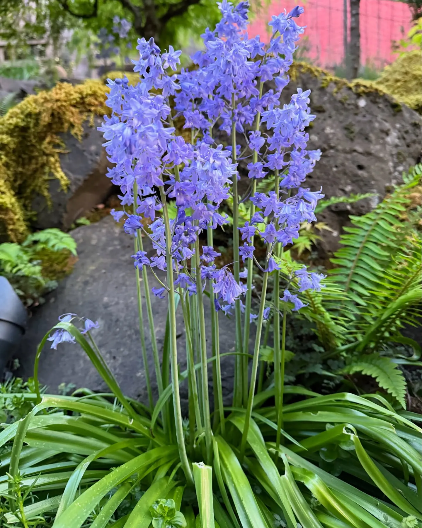 Beautiful Bell-Shaped Blue Toned Flowers Beautiful Bell-Shaped Blue Toned Flowers