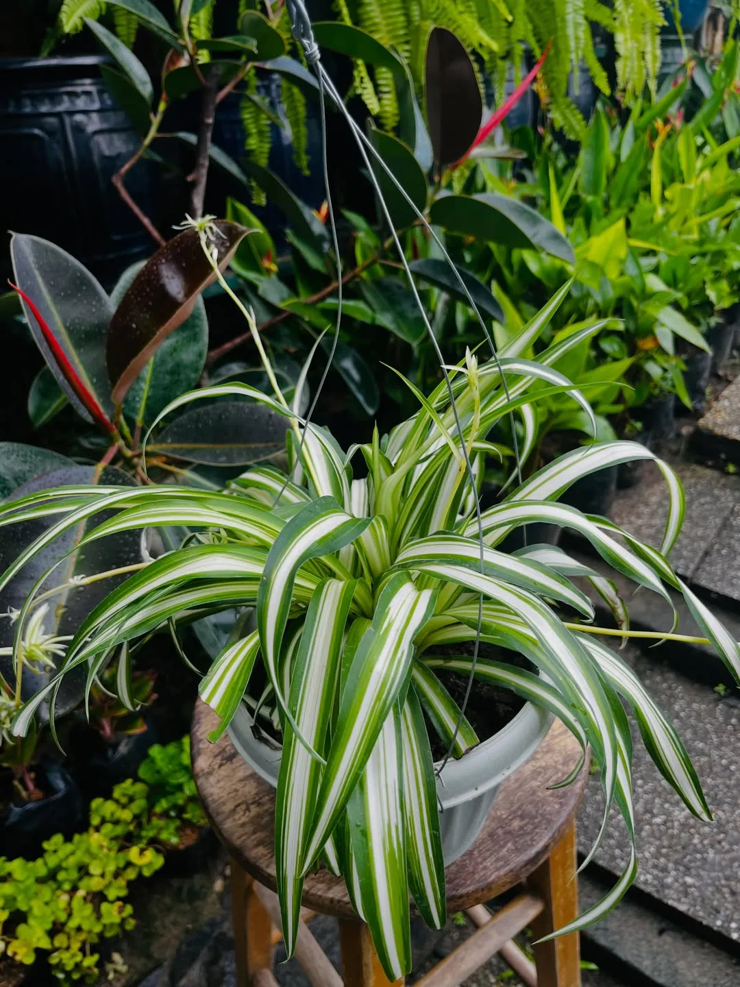Spider Plant (Chlorophytum Comosum)