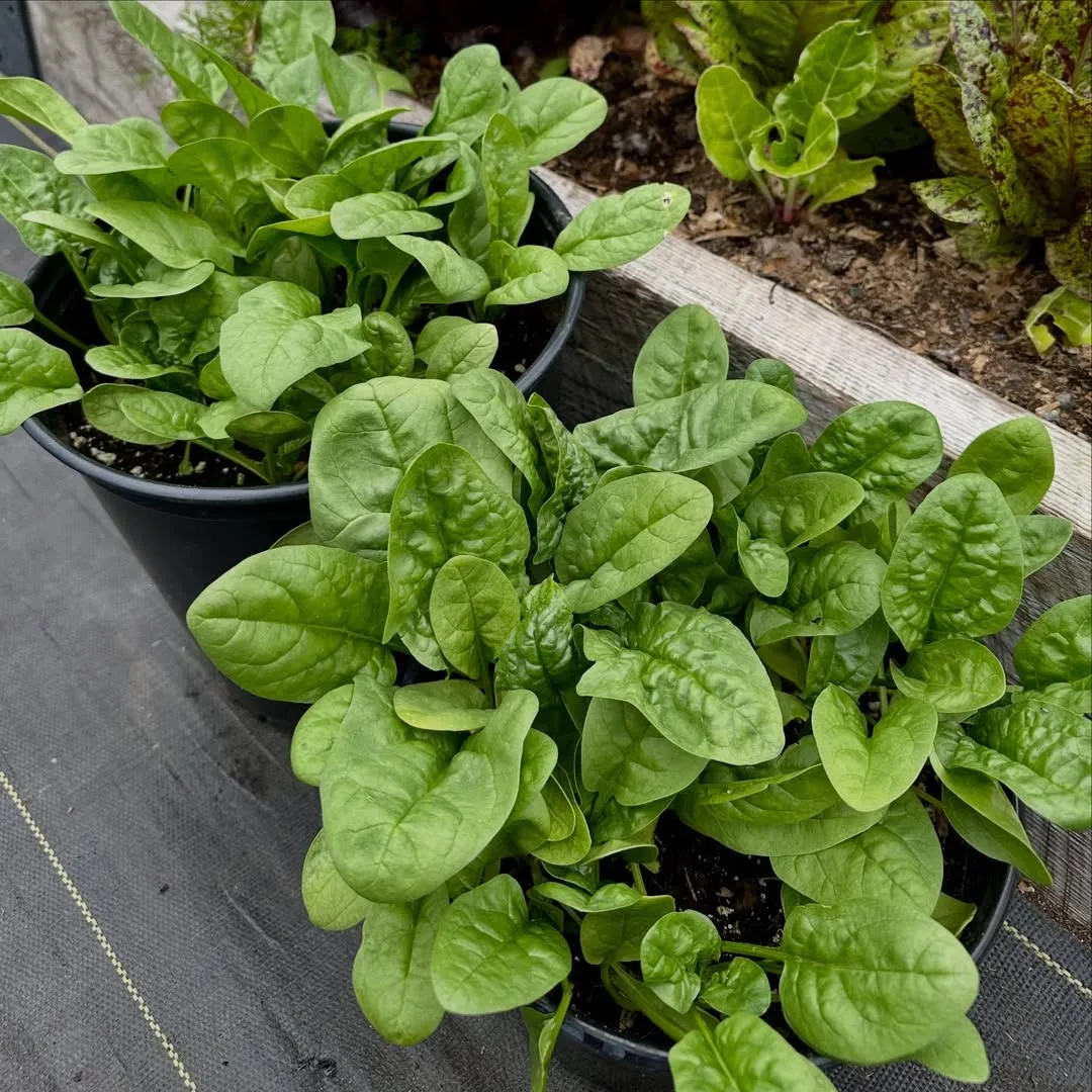 Spinach and Arugula