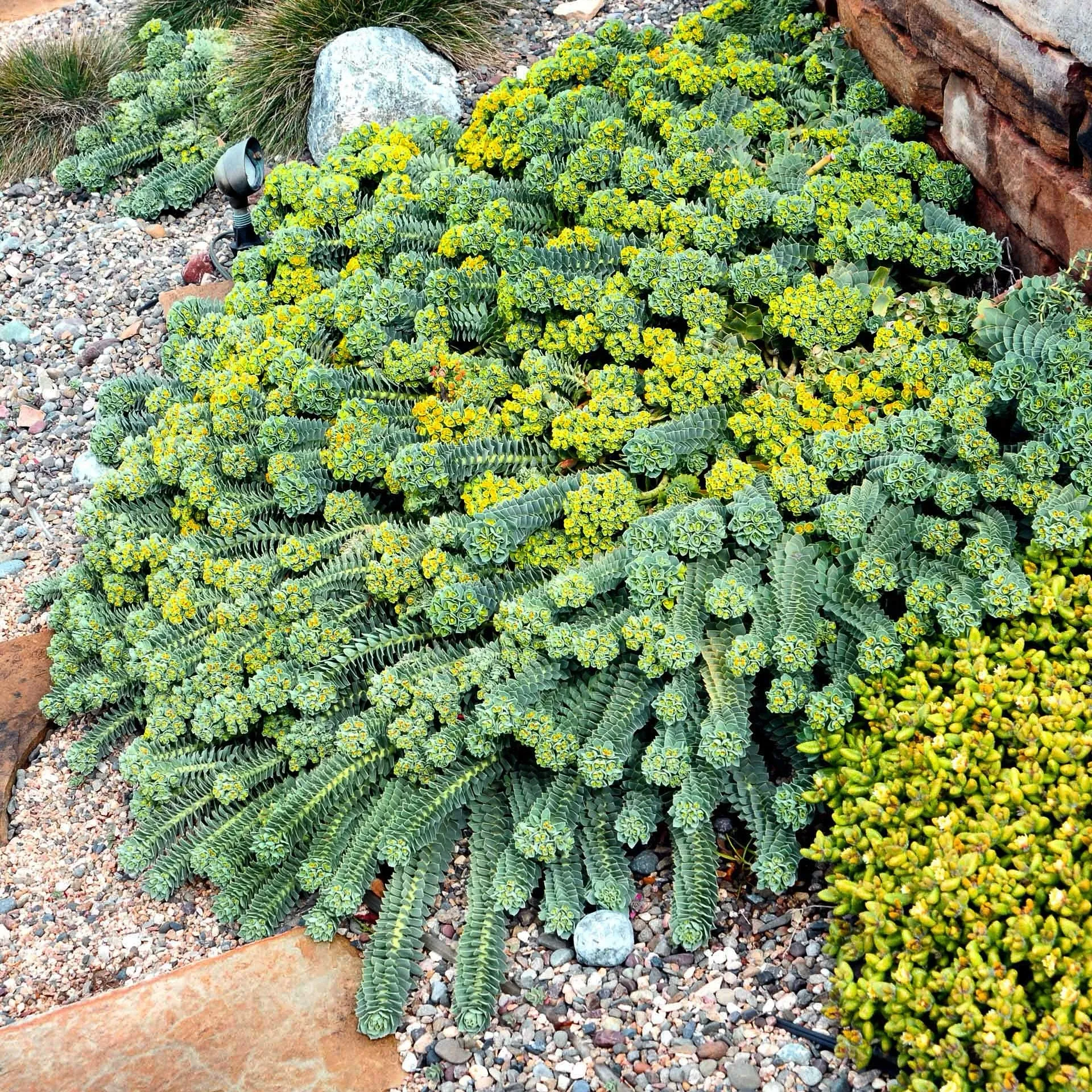 Spurge Ground Cover Spurge Ground Cover