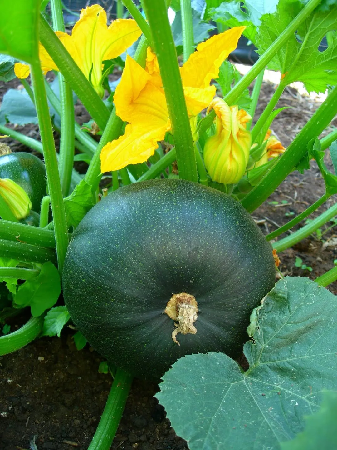 Squash