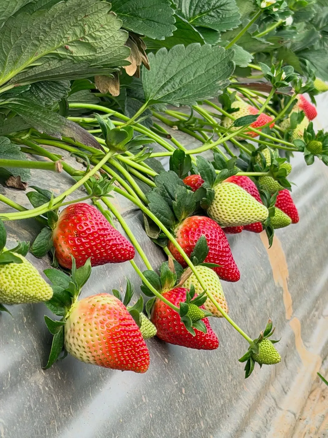 Strawberries