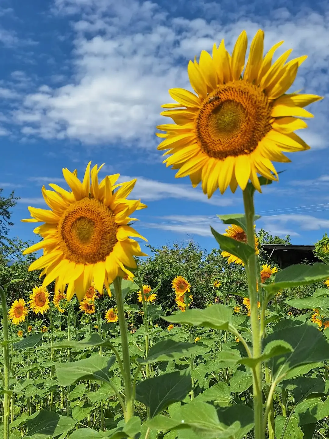 Sunflowers