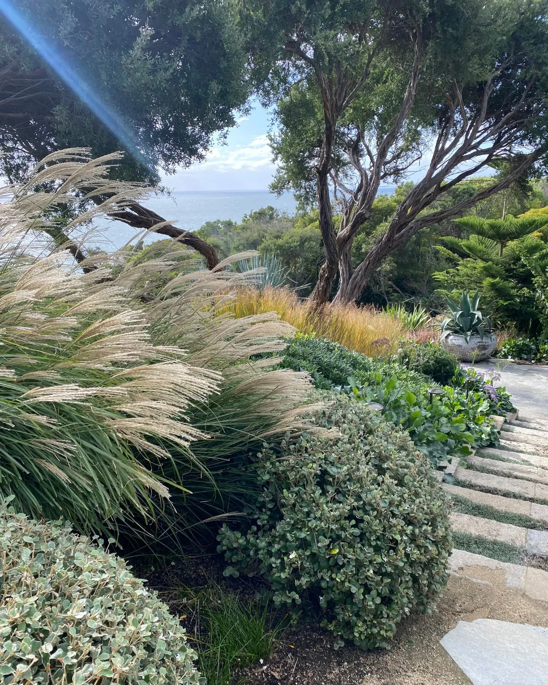 Tall Ornamental Grasses