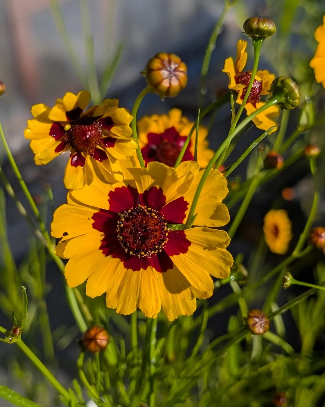 Tickseed
