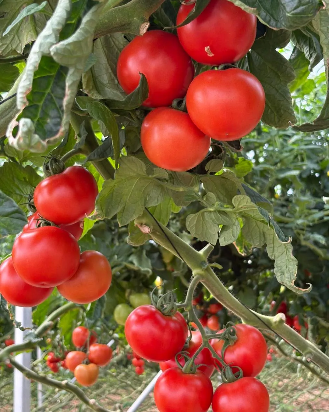 Tomatoes
