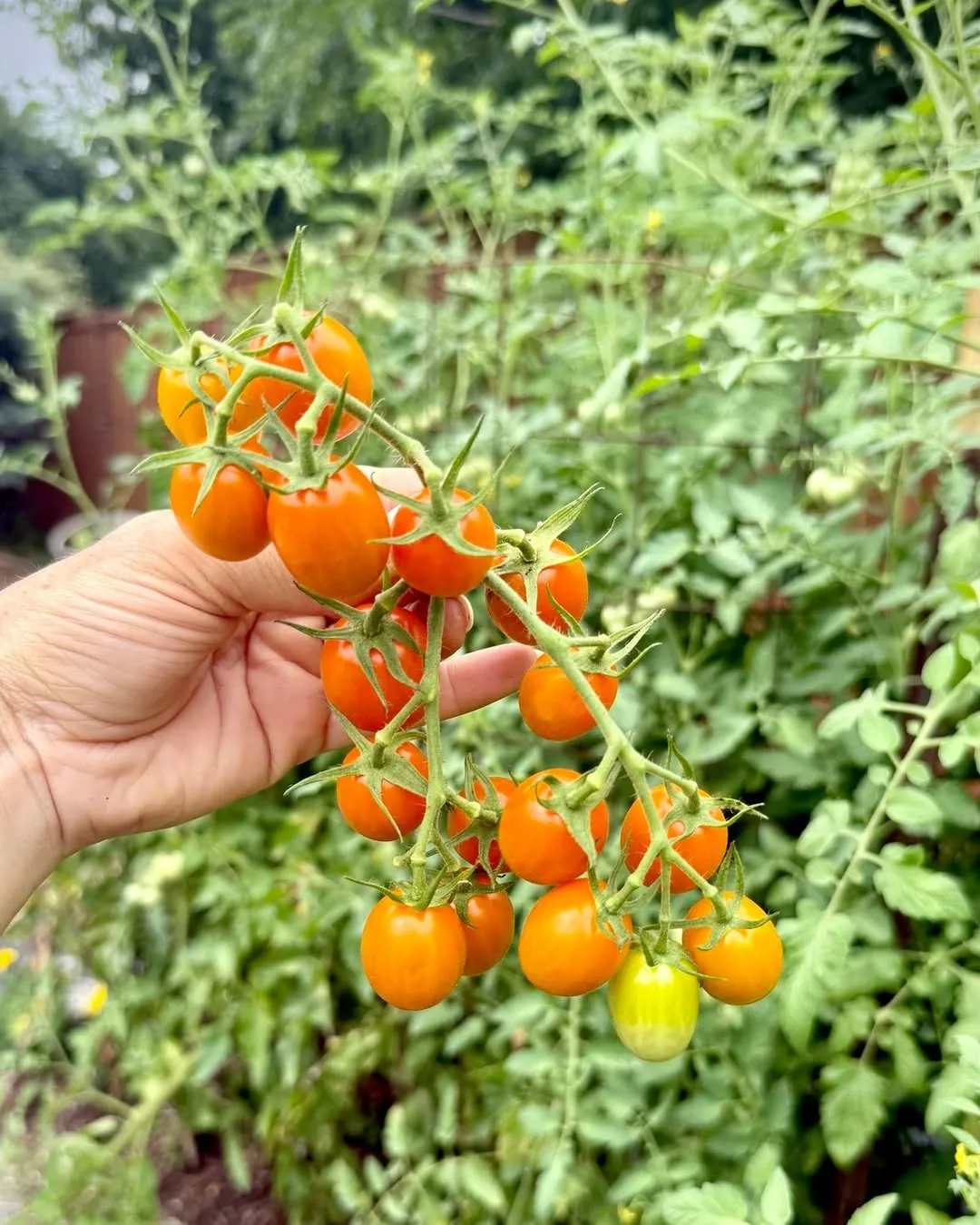 Tomatoes