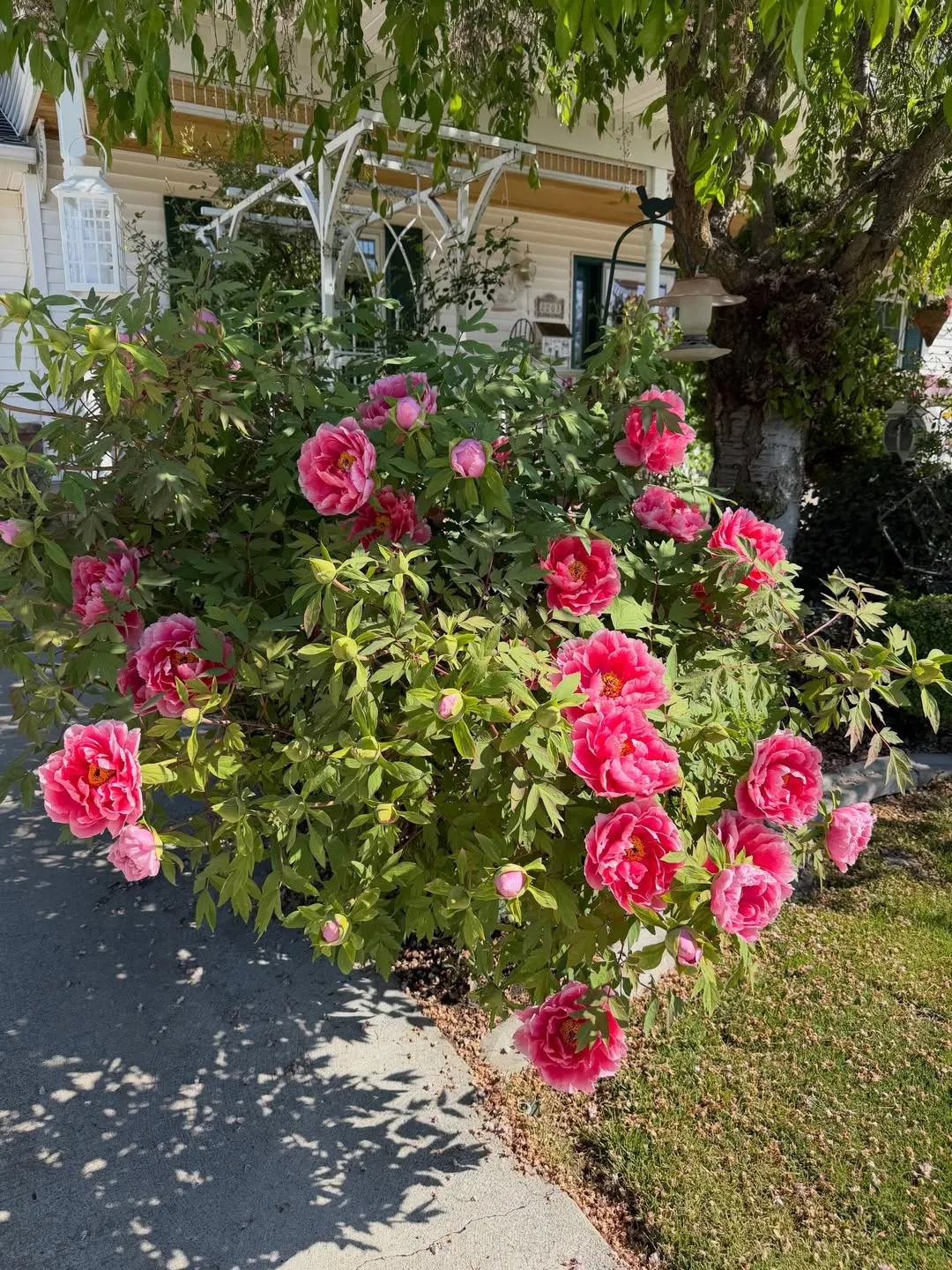 Tree Peony (Paeonia Suffruticosa)