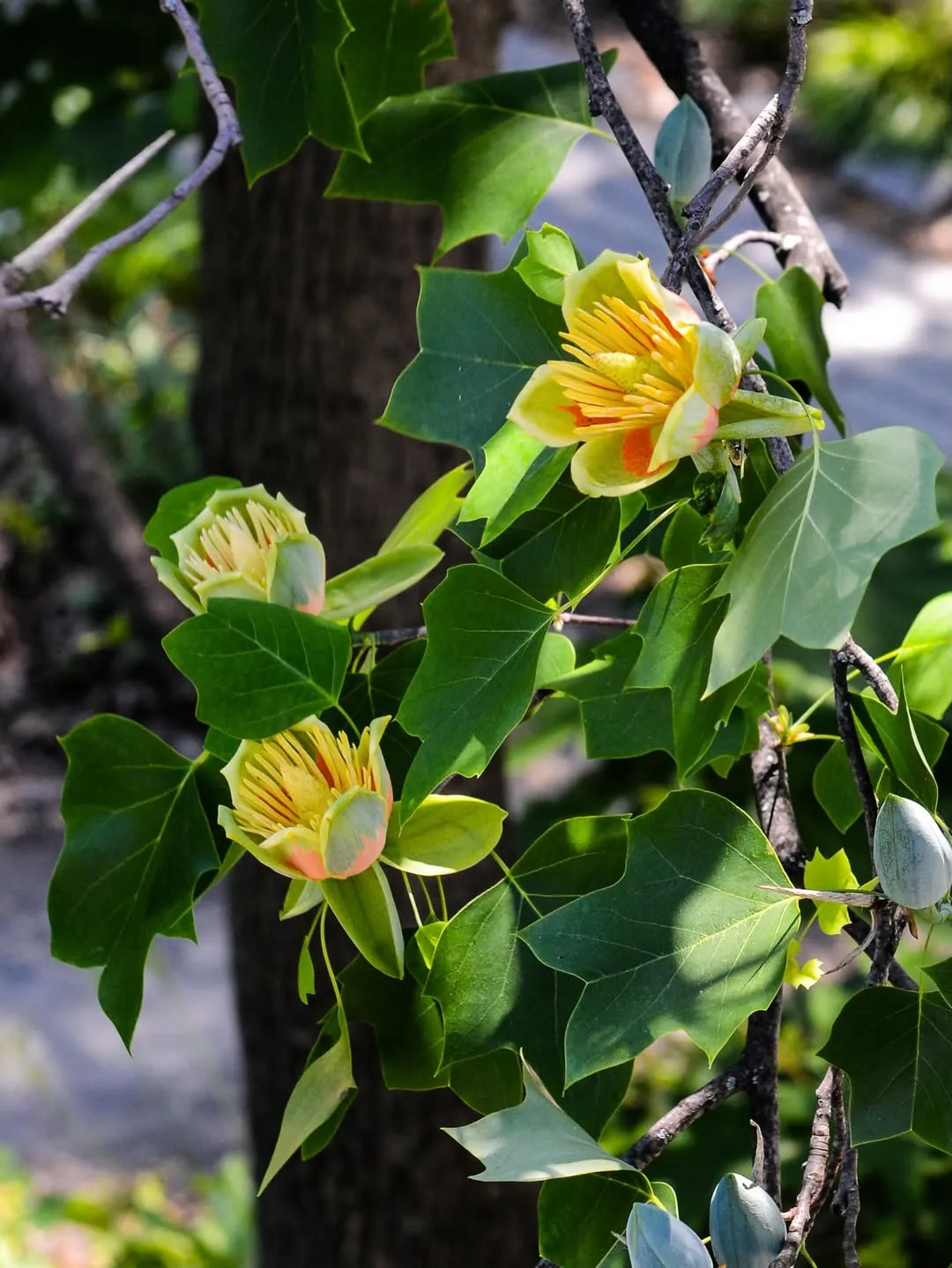 Tulip Tree