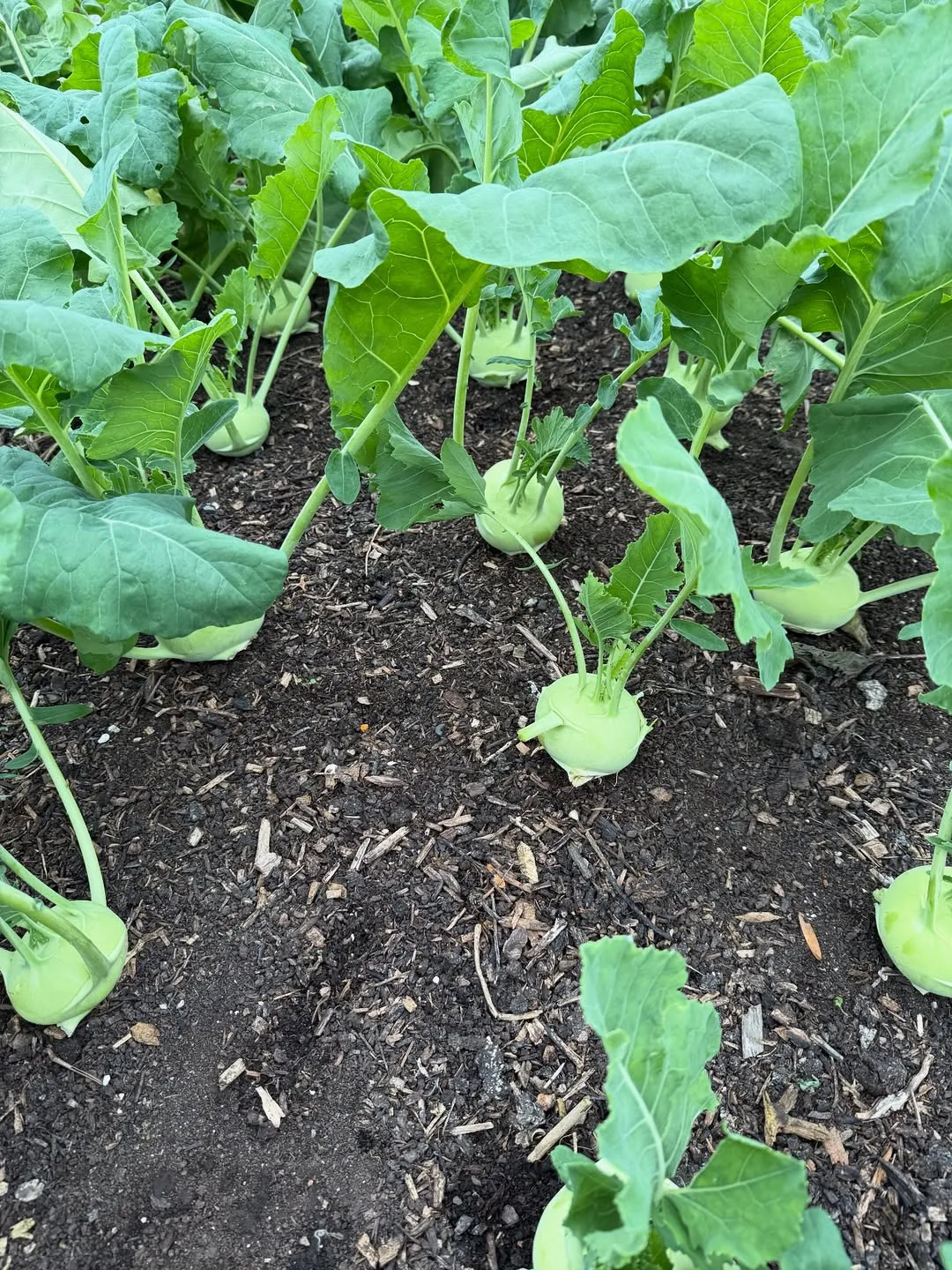 Turnips