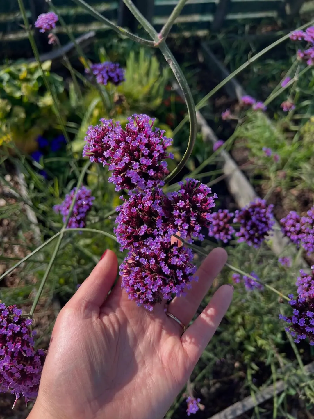 Verbena