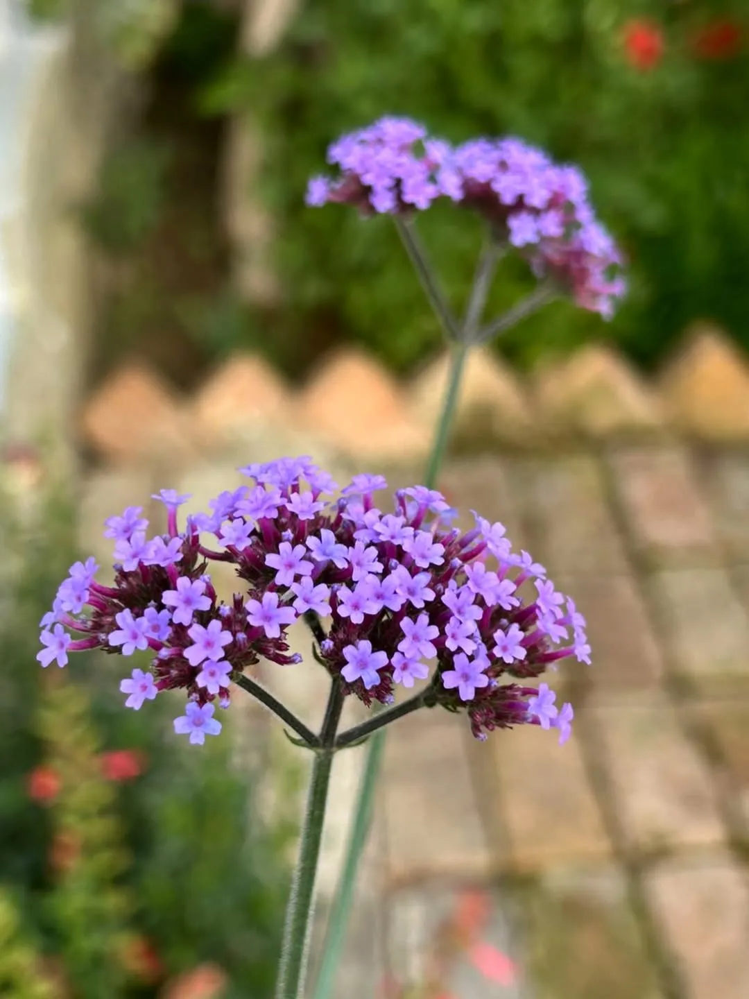 Verbena (Verbena spp.)
