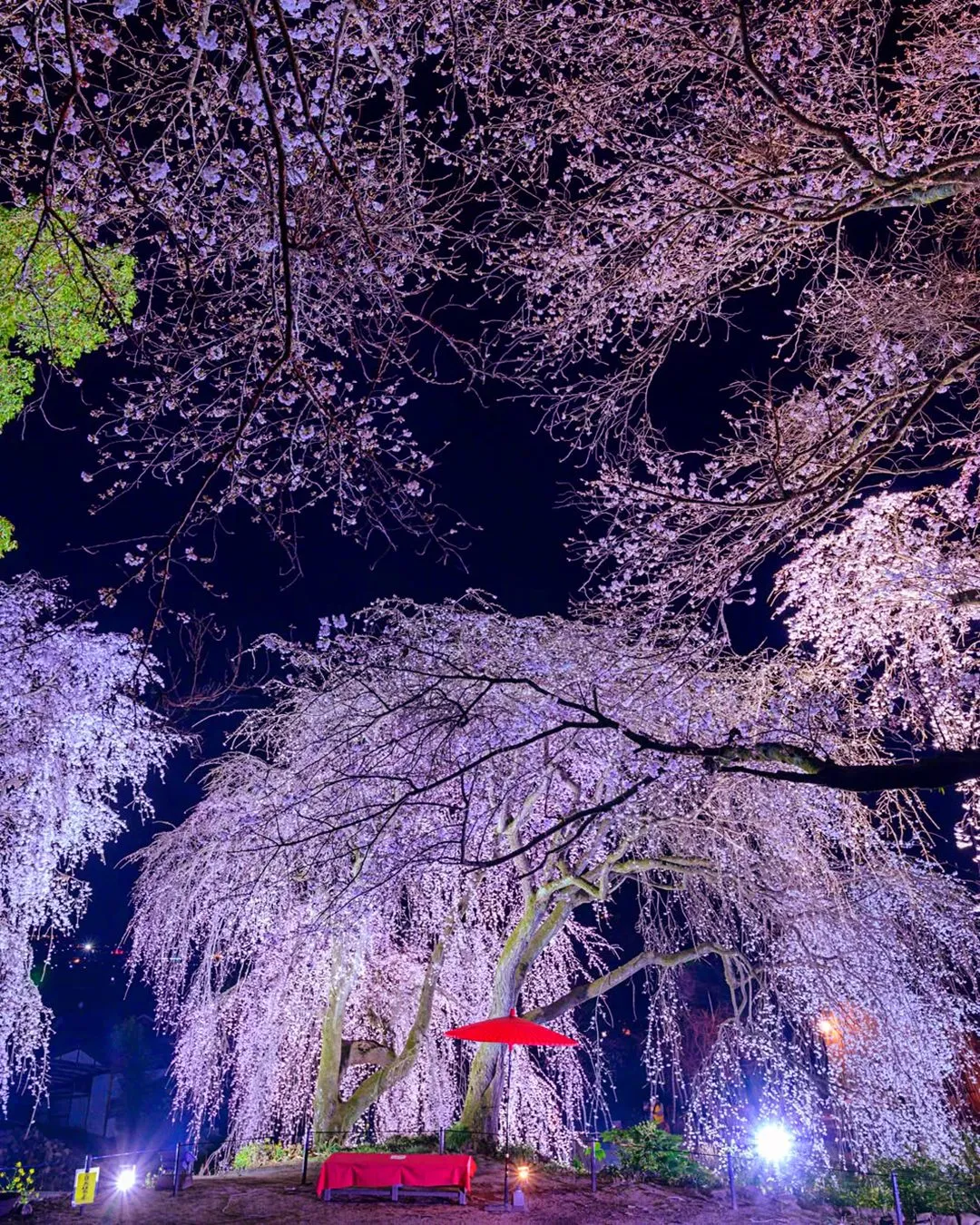Weeping Cherry Tree Weeping Cherry Tree