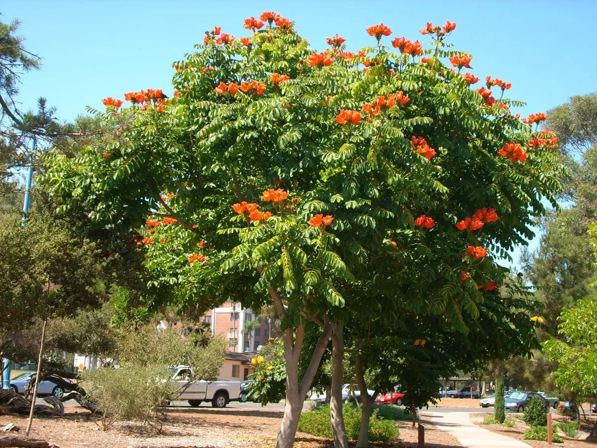 Tulip Tree