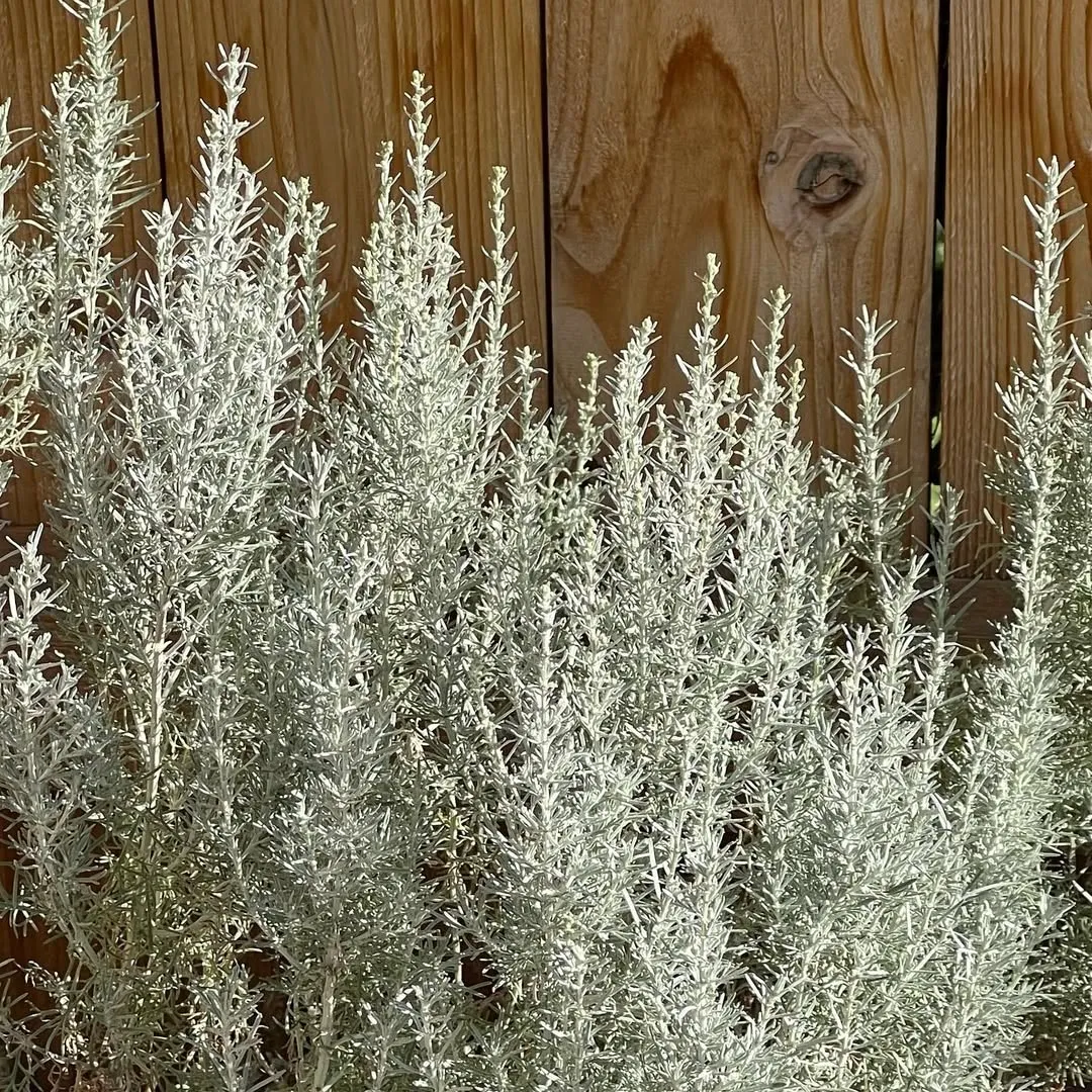 White Sage (Artemisia Ludoviciana)