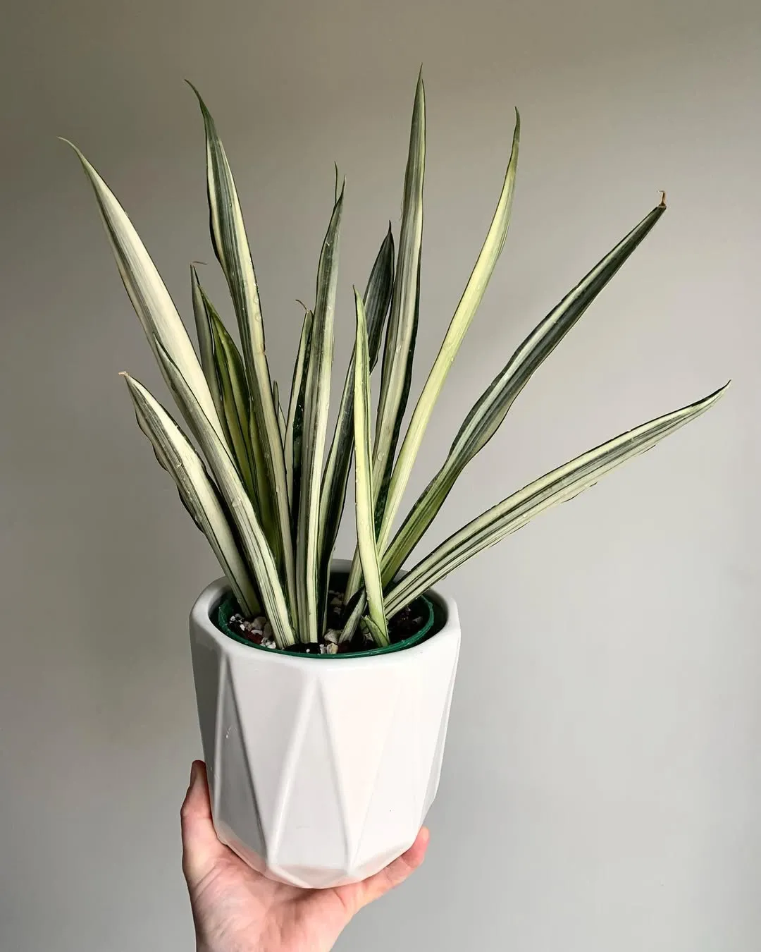 White Snake Plant