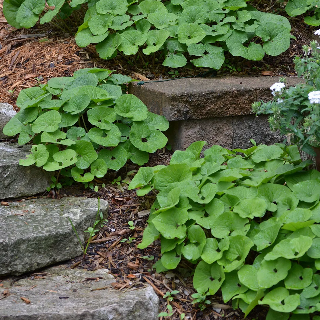 Wild Ginger Wild Ginger