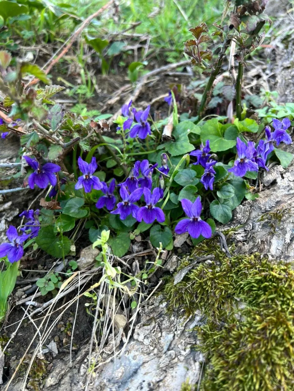 Wild Violet (Viola sororia)