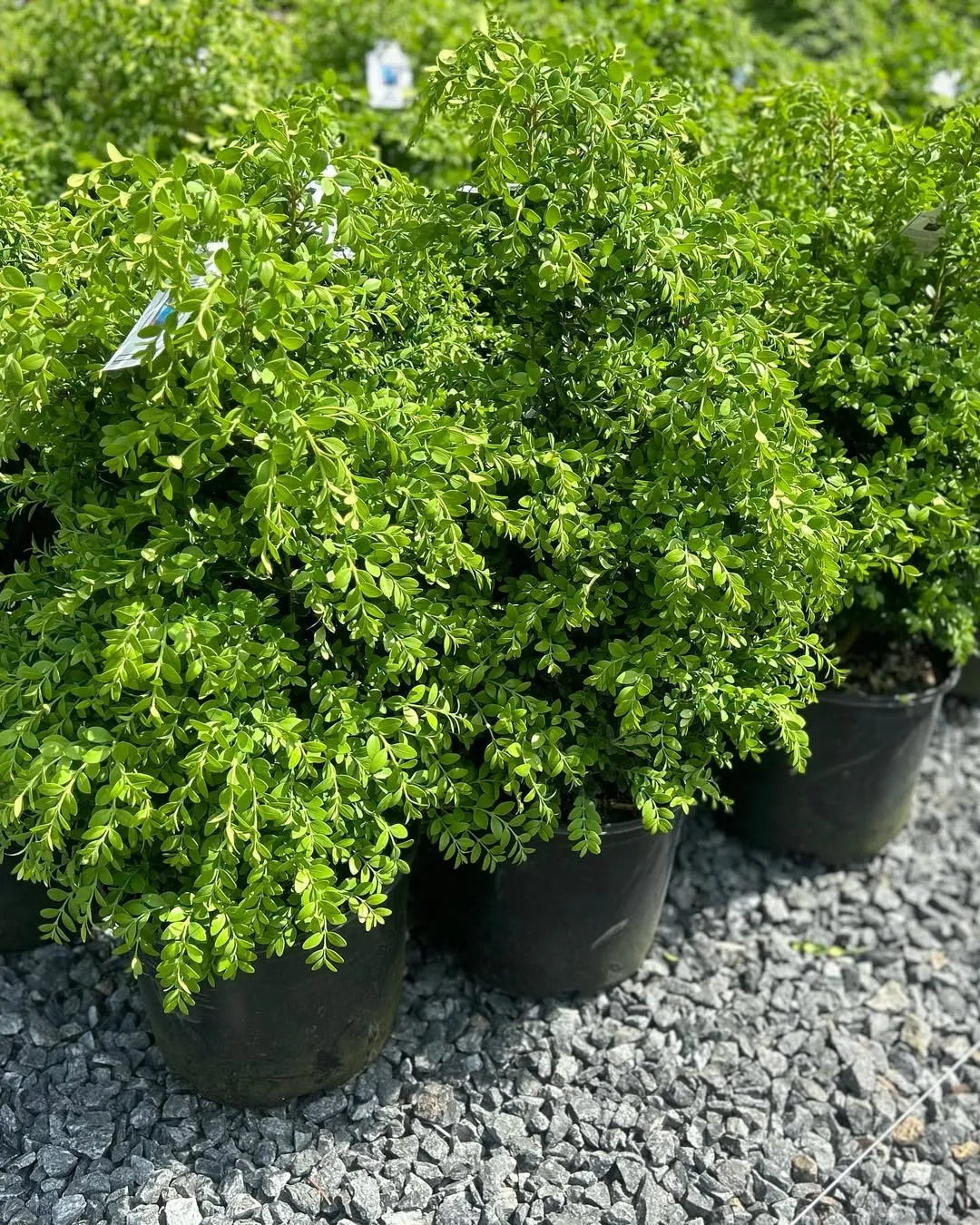 Winter Gem Boxwood (Buxus sinica var. insularis &lsquo;Winter Gem&rsquo;)